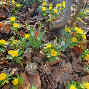 Annelies 03 Winteraconietjes en Sneeuwklokjes